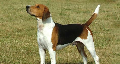 1 1 year old Male Red and White 600. . Rabbit hunting beagles for sale craigslist